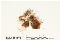 藏品(牛毛苔科)的圖片